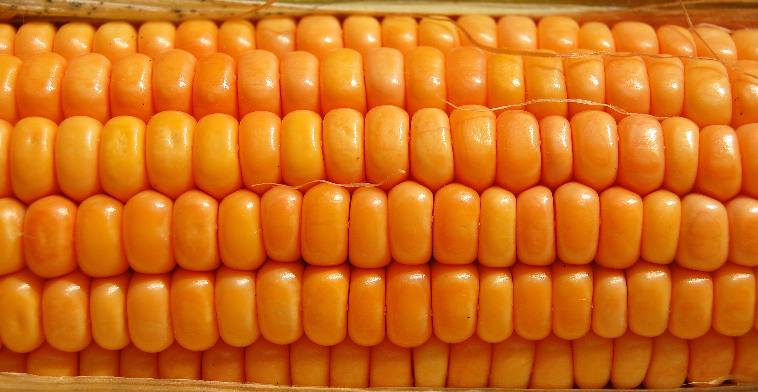 CGIAR'S CCAFS