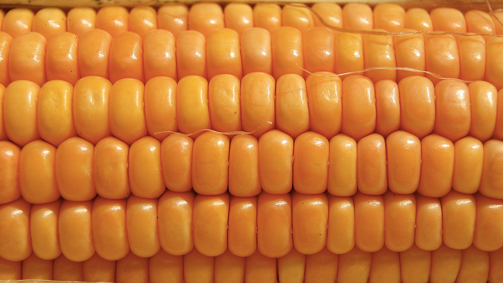 CGIAR'S CCAFS